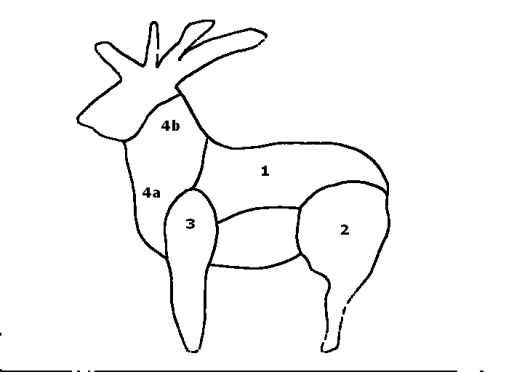 Kauriin läpileikkaus