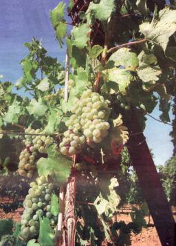 Viinirypäleitä Languedoc-Roussillon alueen viinitarhasta lounais Ranskasta.