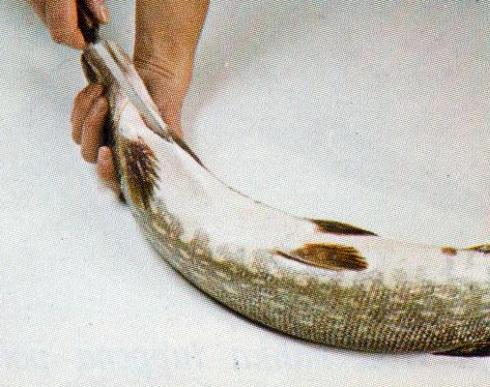 Verinen