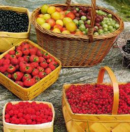 Höyrymehun valmistusohjeet ja vinkit mehustamiseen.