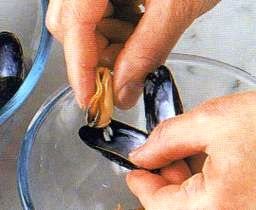 Simpukoiden puhdistaminen ja höyryttäminen