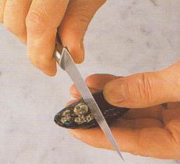 Simpukankuoren puhdistus